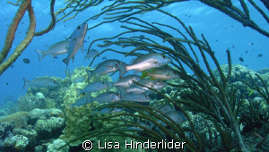 Snapper Garden by Lisa Hinderlider 